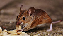 24 Hour & Emergency Exterminators in Wind Lake, WI